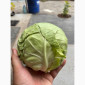 Молодая капуста высшего качества - фото № 2