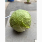 Молодая капуста высшего качества - фото № 3