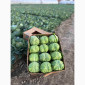 Капуста та інші овочі на продаж - фото № 1