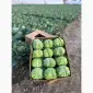 Капуста Закарпаття - фото № 1