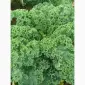 Продам.Свіжа капуста Кале(Kale) – суперфуд прямо з поля! Еко-продукт. Урожай 2025 - фото № 1