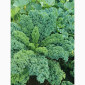 Свежая капуста Кале (Kale) от производителя, урожай 2025 - фото № 2