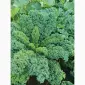 Продам.Свіжа капуста Кале(Kale) – суперфуд прямо з поля! Еко-продукт. Урожай 2025 - фото № 2