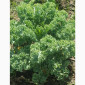Свежая капуста Кале (Kale) от производителя, урожай 2025 - фото № 3