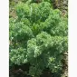 Продам.Свіжа капуста Кале(Kale) – суперфуд прямо з поля! Еко-продукт. Урожай 2025 - фото № 3