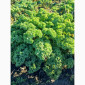 Свежая капуста Кале (Kale) от производителя, урожай 2025 - фото № 4