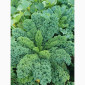 Свежая капуста Кале (Kale) от производителя, урожай 2025 - фото № 5