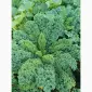 Продам.Свіжа капуста Кале(Kale) – суперфуд прямо з поля! Еко-продукт. Урожай 2025 - фото № 5