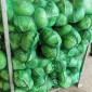 Продажа свежей молодой капусты от 10 тонн - фото № 1
