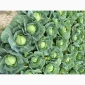 Капуста білокачанна на продаж - фото № 1