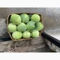 Капуста білокачанна на продаж - фото № 2