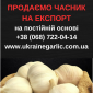Часник на посадку, 1 тонна в продажу - фото № 2
