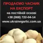 Продам часник на посадку - фото № 2