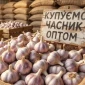 Закупка товарного чеснока оптом - фото № 1