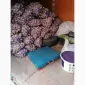 Чеснок бронь 26 год- Любаша - фото № 2