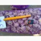 Продам чеснок Любаша 1 репродукция - фото № 4