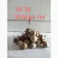 Продам однозубку часника сорту Любаша фракція 10-18(300грн) - фото № 1