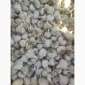 Продам озимый чеснок 100 грн - фото № 1