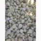 Продам озимый чеснок 100 грн - фото № 2