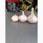 Продам озимий часник Любаша - фото № 1