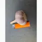 Продам озимий часник Любаша - фото № 4