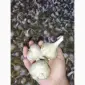 Часник любаша - фото № 1