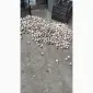 Товарний часник сорт Любаша - фото № 2