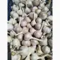 Продам часник домашній - фото № 2