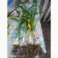 Продам часник сорту Любаша та Софіївський - фото № 2