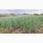 15 тонн ПРОДАМ ЧАСНИК Любаша Молодий Посадковий Товарний Озимий Чеснок Garlic - фото № 2