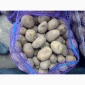 Продаю посадкову картоплю сорту Мелоді - фото № 2