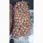 Продам семенной картофель сорт Ривьера - фото № 1