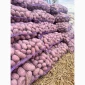 Продаж насіннєвої картоплі сорту Королева Анна - фото № 5