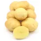 Продажа семенного картофеля сорта Саншайн. Первая репродукция. Розница от 20 кг - фото № 1
