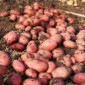Насіннєва картопля Ред Леді в Хмельницькому - фото № 1