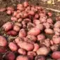 Насіннєва картопля Ред Леді Дніпропетровська область купити - фото № 1