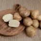 Посадкова картопля у Чернігові - Ред Леді - фото № 1