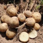 Насіннєва картопля Беллароза та інші сорти - фото № 1