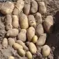 Насіннєва картопля Гранада Хмельницька область купити - фото № 1