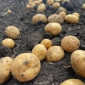 Продажа насіннєвої картоплі Рів’єра - фото № 1