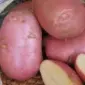 Посадкова картопля Ред Леді Житомирська область купити якісну - фото № 1