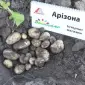 Насіннєва картопля Арізона Київська область купити якісну - фото № 1
