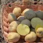 Посадкова картопля Рів’єра Харківська область купити з доставкою - фото № 1