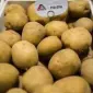 Насіннєва картопля Рів’єра Хмельницька область купити для посадки - фото № 1