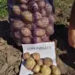 Посадкова картопля Рів’єра Дніпропетровська область купити - фото № 1