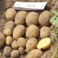 Посадкова картопля Арізона з доставкою - фото № 1