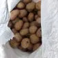 Посадкова картопля Рів’єра Житомирська область купити вигідно - фото № 1