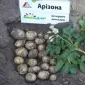 Посадкова картопля Арізона Миколаївська область купити якісну - фото № 1