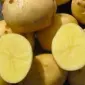 Насіннєва картопля Арізона Волинська область купити для посадки - фото № 1