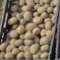Посадкова картопля Арізона Чернівецька область купити вигідно - фото № 1